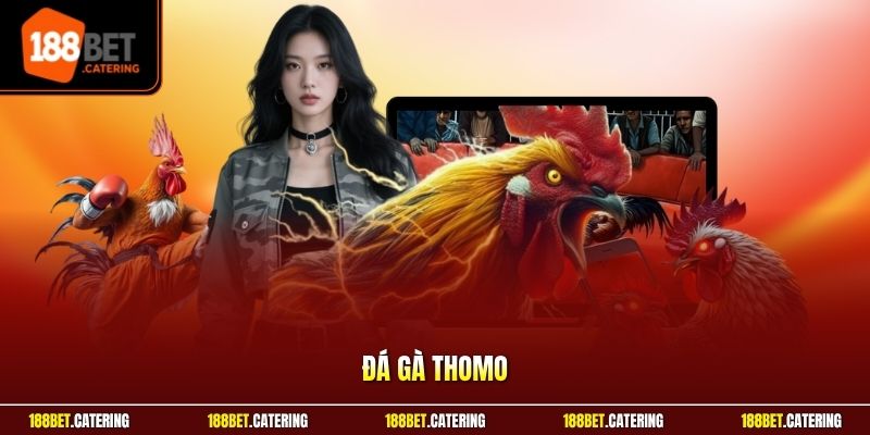Đá gà Thomo